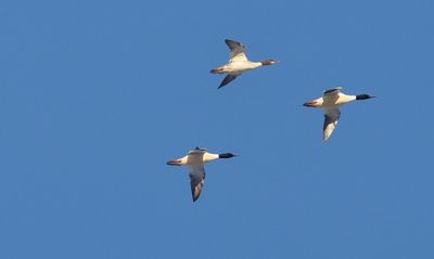 Storskrake (Mergus merganser)