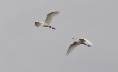 gretthger (Ardea alba)