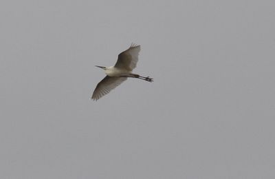 gretthger (Ardea alba)