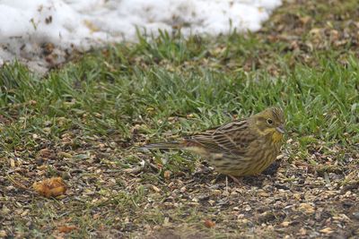 Gulsparv (Emberiza citrinella)
