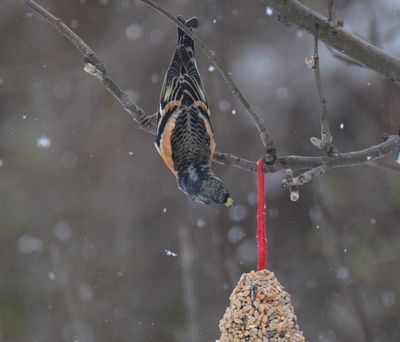 Bergfink (Fringilla montifringilla)