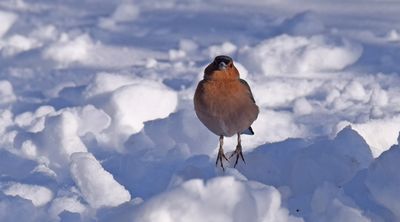 Bofink (Fringilla coelebs)