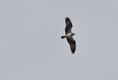 Fiskgjuse (Pandion haliaetus)