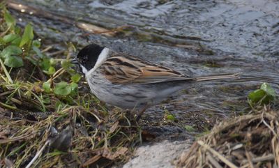 Svsparv (Emberiza schoeniclus)