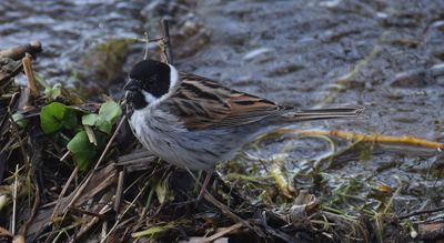 Svsparv (Emberiza schoeniclus)