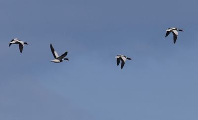 Gravand (Tadorna tadorna)