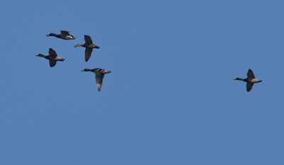 Grsand (Anas platyrhynchos)