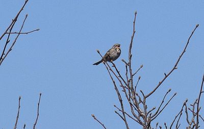 Kornsparv (Emberiza calandra)