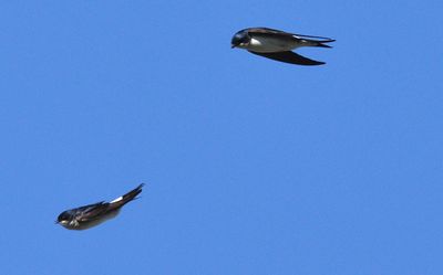 Hussvala (Delichon urbicum)