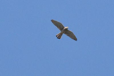 Tornfalk (Falco tinnunculus)