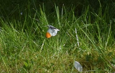 Aurorafjril (Anthocharis cardamines)