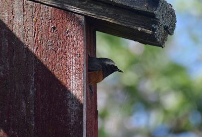 Rödstjärt (Phoenicurus phoenicurus)