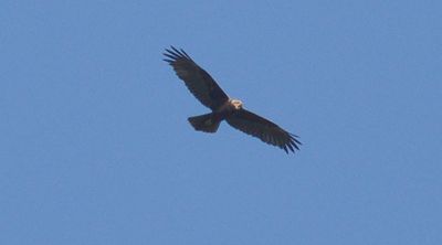 Brun kärrhök (Circus aeruginosus)