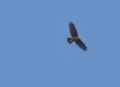 Brun kärrhök (Circus aeruginosus)