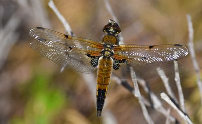 Other insects in Sweden
