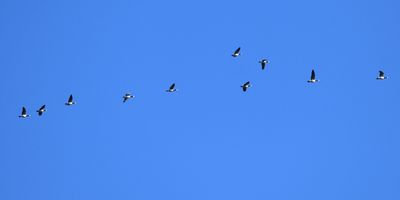 Vitkindad gås (Branta leucopsis)