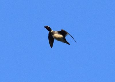 Knipa (Bucephala clangula)