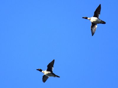Knipa (Bucephala clangula)