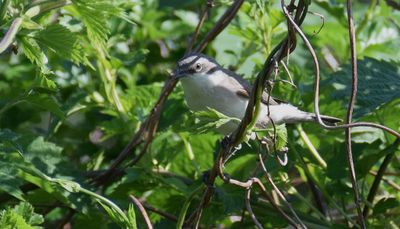 Ärtsångare (Curruca curruca)