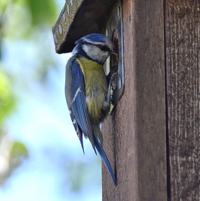 Blåmes (Cyanistes caeruleus)