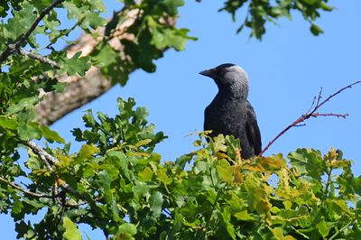 Kaja (Corvus monedula)