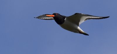 Strandskata (Haematopus ostralegus)
