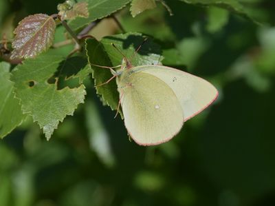 Svavelgul höfjäril (Colias palaeno)