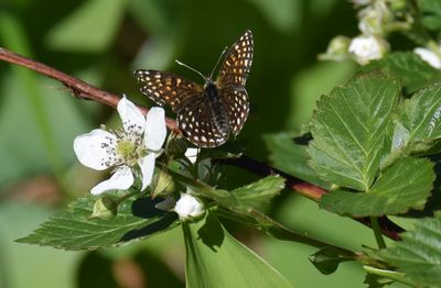 Sotnätfjäril (Melitaea diamina)