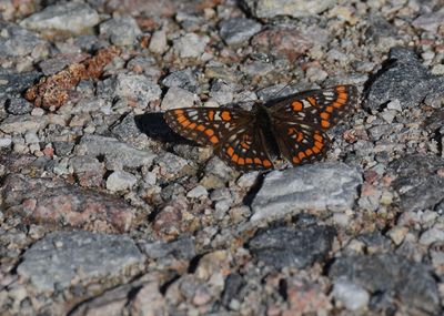 Asknätfjäril (Euphydryas maturna)