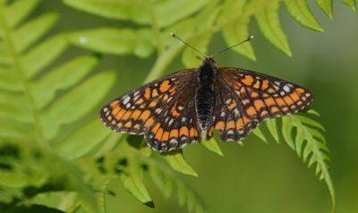 Asknätfjäril (Euphydryas maturna)