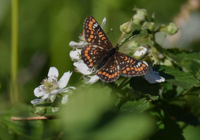 Asknätfjäril (Euphydryas maturna)