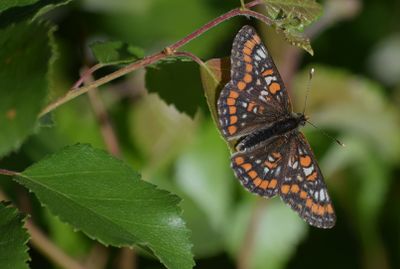 Asknätfjäril (Euphydryas maturna)