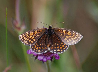 Veronikanätfjäril (Melitaea britomartis) Småland