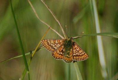 Ärenprisnätfjäril. (Euphydryas aurinia) Öland