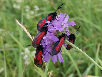 Klubbsprtad bastardsvrmare (Zygaena minos)