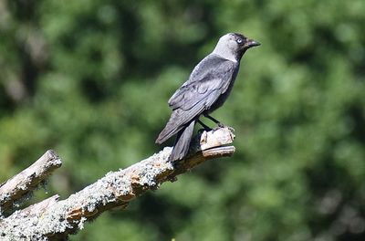 Kaja (Coloeus monedula)