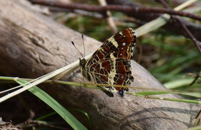 Kartfjäril (Araschnia levana)