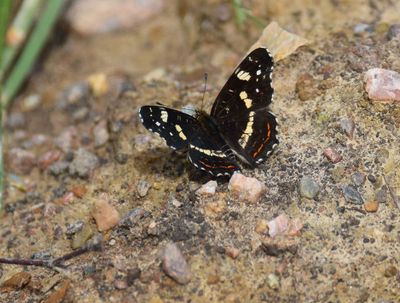 Kartfjäril (Araschnia levana)