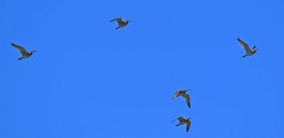 Smspov (Numenius phaeopus)