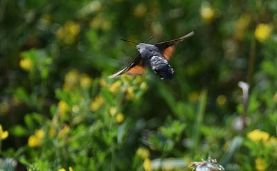 Strre dagsvrmare (Macroglossum stellatarum) land