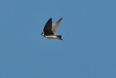 Backsvala (Riparia riparia)