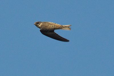 Backsvala (Riparia riparia)