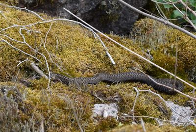 Huggorm (Vipera berus)