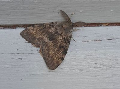 Lvskogsnunna (Lymantria dispar)