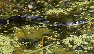 Water animals and reptiles in Sweden