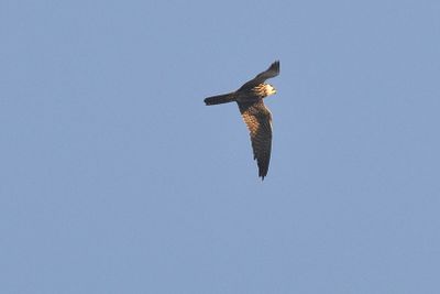 Lrkfalk (Falco subbuteo)