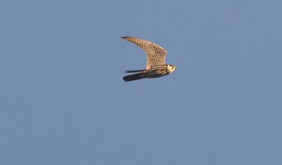 Lrkfalk (Falco subbuteo)