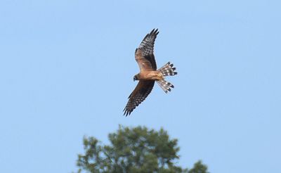 Raptors and owls in Sweden