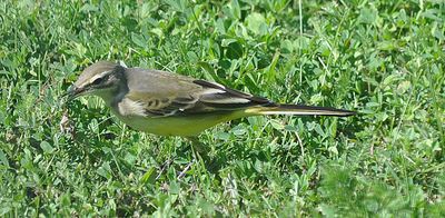 Gulrla (Motacilla flava)