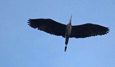 Gråhäger (Ardea cinerea)